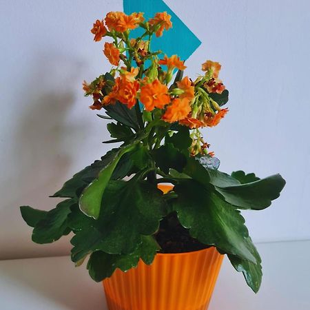 Nosen Apartment Bistriţa 外观 照片