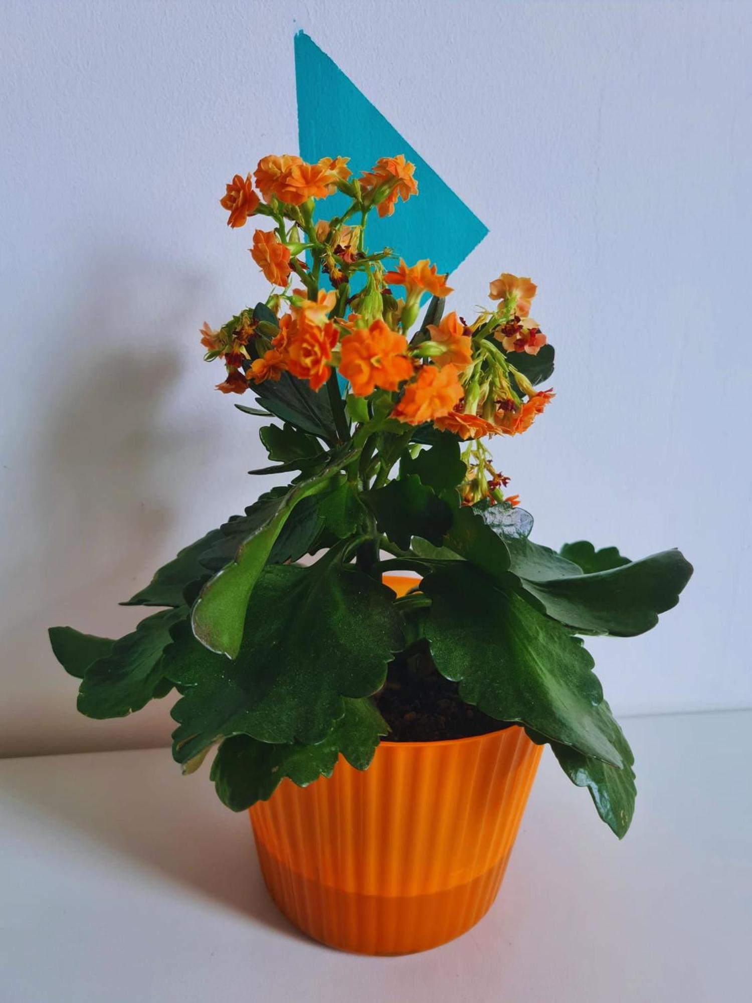 Nosen Apartment Bistriţa 外观 照片